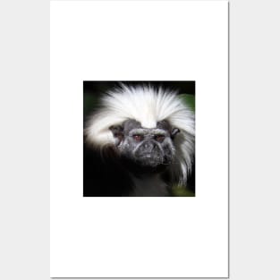 Cotton-top Tamarin Posters and Art